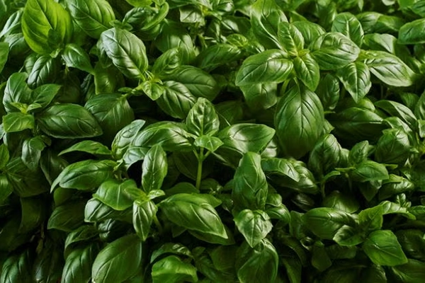 A bundle of fresh, green basil